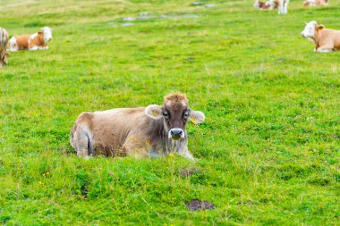 Slovenya mera büyük Plato (velika planina). Slovenya Alpleri'nde mera üzerinde ineklerin. Yeşil çimen, taze doğa.