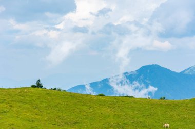 Mountans çayır ağaçta.
