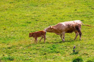 Slovenya mera büyük Plato (velika planina). Slovenya Alpleri'nde mera üzerinde ineklerin. Yeşil çimen, taze doğa.