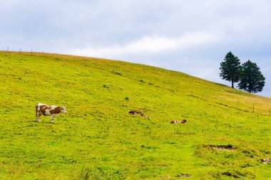Slovenya mera büyük Plato (velika planina). Slovenya Alpleri'nde mera üzerinde ineklerin. Yeşil çimen, taze doğa.