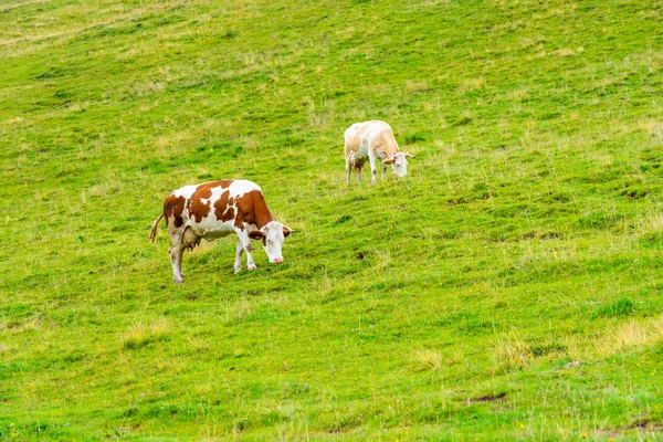 Slovenya mera büyük Plato (velika planina). Slovenya Alpleri'nde mera üzerinde ineklerin. Yeşil çimen, taze doğa.