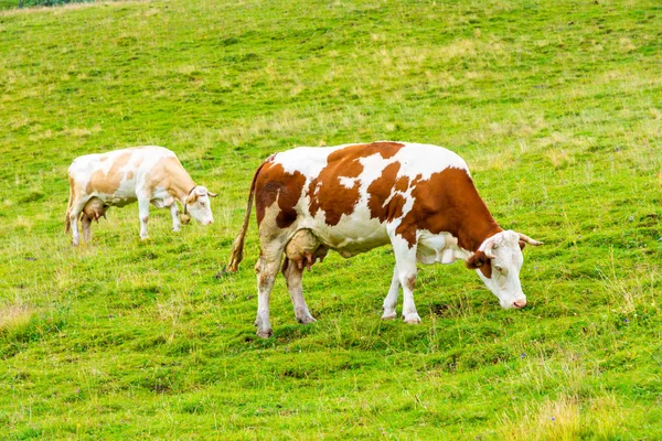 Slovenya mera büyük Plato (velika planina). Slovenya Alpleri'nde mera üzerinde ineklerin. Yeşil çimen, taze doğa.