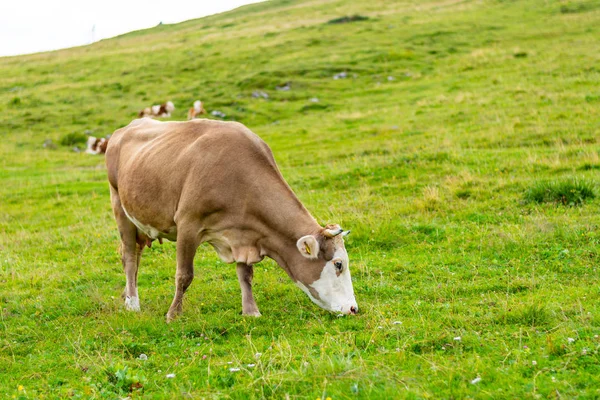 Eslovênia Pasto Grande Planalto Velika Planina Vacas Pasto Eslovénia Alpes — Fotografia de Stock