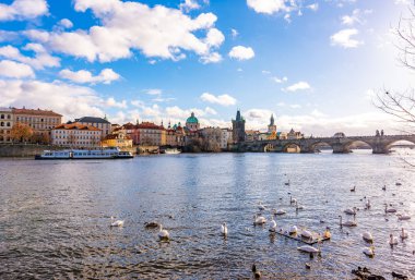 Prag Charles Köprüsü Vltava Nehri yakınında etmek görünümünü. Nehirde kuğu. Prag Çek başkenti ve önemli turizm varış noktası değil