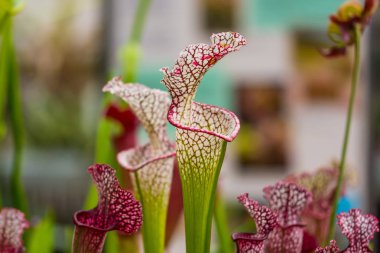 Sarracenia leucophylla bitki closeup makro görünümü. Yeşil böcek bitki tüketen bahçesinde büyüyor. Botanik ilginç trompet şekille yapraklar.