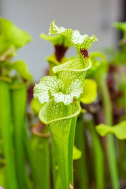 Sarracenia leucophylla bitki closeup makro görünümü. Yeşil böcek bitki tüketen bahçesinde büyüyor. Botanik ilginç trompet şekille yapraklar.