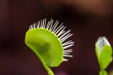 Tuzak yaprak dionaea muscipula etçil bitki. Yaprakları ve böcek içinde closeup görünüm.