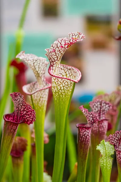 Sarracenia leucophylla bitki closeup makro görünümü. Yeşil böcek bitki tüketen bahçesinde büyüyor. Botanik ilginç trompet şekille yapraklar.