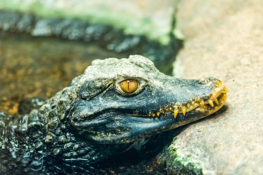 Caiman Timsah Timsah başkanı (Latince Adı Paleosuchus palpebrosus) - detay