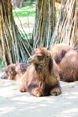 Deve (Latince Adı Camelus bactrianus) kir yerde yatıyor. Bozkır çölden gelen hayvan