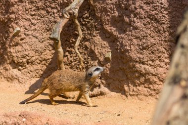 Vahşi çöl faresi hayvan (Latince Adı Suricata Suricatta). Ayrıntı Afrika hayvan yere yürüme. Dikkatli koruma hayvan yakındaki üzerinde koruyor