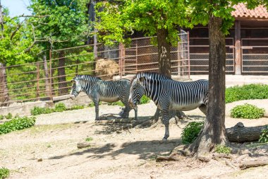 Zebra hayvan (Latince Adı Equus). Parkta Afrika hayvan portresi. Hayvan siyah ve beyaz çizgili