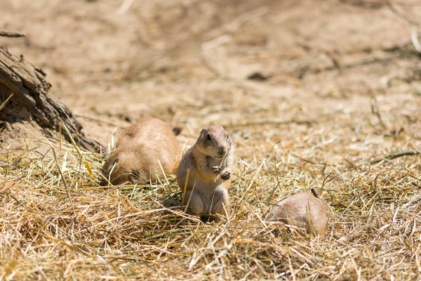 The Prairie Dog (nombre latino Cynomys ludovicianus) en el suelo. Animal roedor procedente de África — Foto de Stock