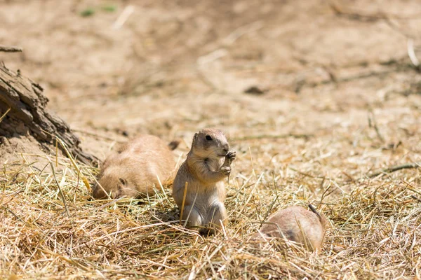 The Prairie Dog (латинское название Cynomys ludovicianus) на земле. Грызуны из Африки — стоковое фото