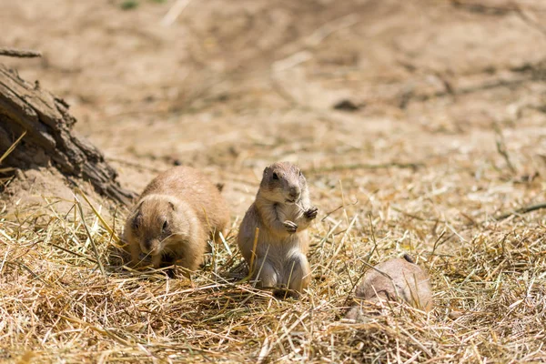 The Prairie Dog (latin name Cynomys ludovicianus) on the ground. Rodent animal coming from Africa