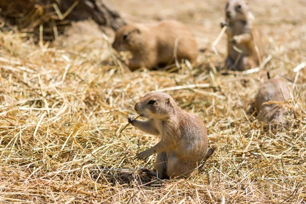 The Prairie Dog (nombre latino Cynomys ludovicianus) en el suelo. Animal roedor procedente de África — Foto de Stock