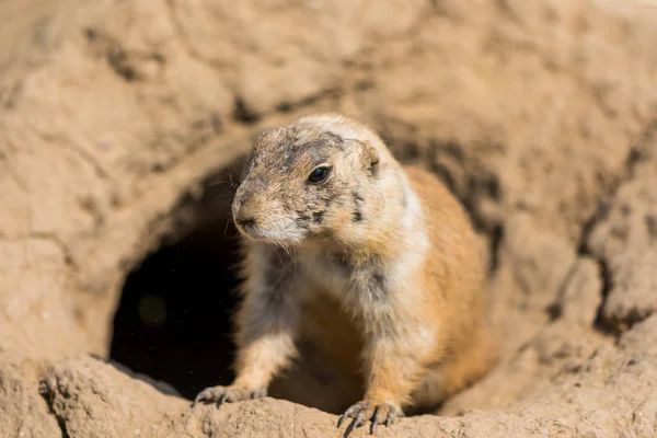 The Prairie Dog (latin name Cynomys ludovicianus) on the ground. Rodent animal coming from Africa
