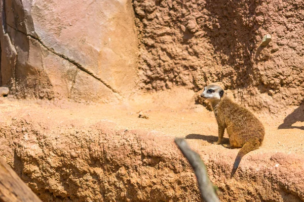 Мясо животного (латинское название Suricata Suricatta) в дикой природе. Деталь африканского животного, идущего по земле. На близлежащей территории охраняется сторожевое животное — стоковое фото