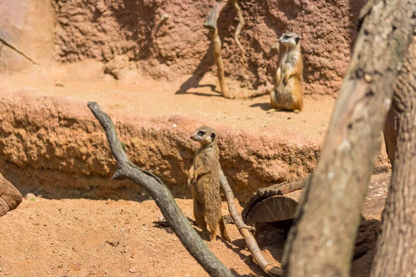 Meerkat animal (nombre latino Suricata Suricatta) en la naturaleza. Detalle de animal africano caminando por el suelo. El vigilante animal guardián está vigilando en la zona cercana — Foto de Stock