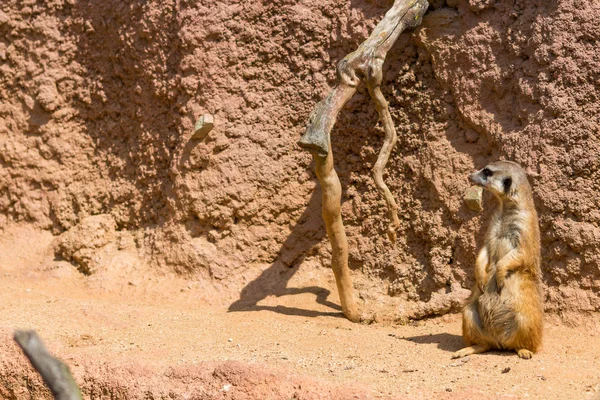 Meerkat djur (latinska namn Suricata Suricatta) i vilt. Detalj av afrikanska djur gå på marken. Vakande bevakning djur vaktar på närliggande område — Stockfoto