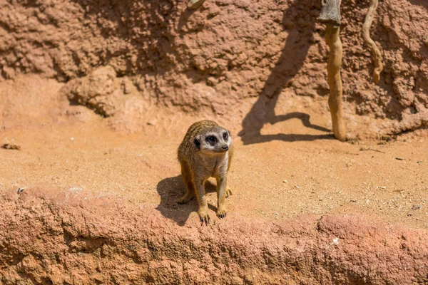 Meerkat animal (nombre latino Suricata Suricatta) en la naturaleza. Detalle de animal africano caminando por el suelo. El vigilante animal guardián está vigilando en la zona cercana — Foto de Stock