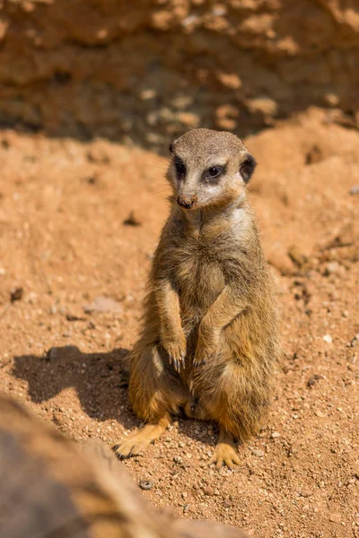 Meerkat animal (nombre latino Suricata Suricatta) en la naturaleza. Detalle de animal africano caminando por el suelo. El vigilante animal guardián está vigilando en la zona cercana — Foto de Stock