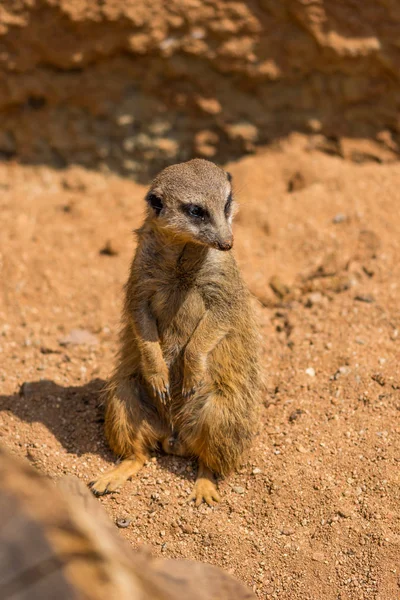 Vahşi çöl faresi hayvan (Latince Adı Suricata Suricatta). Ayrıntı Afrika hayvan yere yürüme. Dikkatli koruma hayvan yakındaki üzerinde koruyor