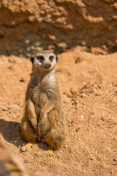 Мясо животного (латинское название Suricata Suricatta) в дикой природе. Деталь африканского животного, идущего по земле. На близлежащей территории охраняется сторожевое животное — стоковое фото