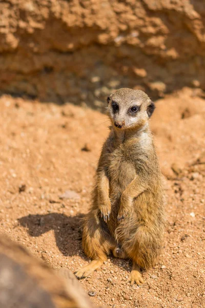 Meerkat animal (nombre latino Suricata Suricatta) en la naturaleza. Detalle de animal africano caminando por el suelo. El vigilante animal guardián está vigilando en la zona cercana — Foto de Stock