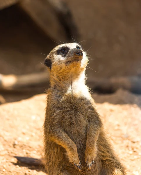 Meerkat animal (nombre latino Suricata Suricatta) en la naturaleza. Detalle de animal africano caminando por el suelo. El vigilante animal guardián está vigilando en la zona cercana — Foto de Stock