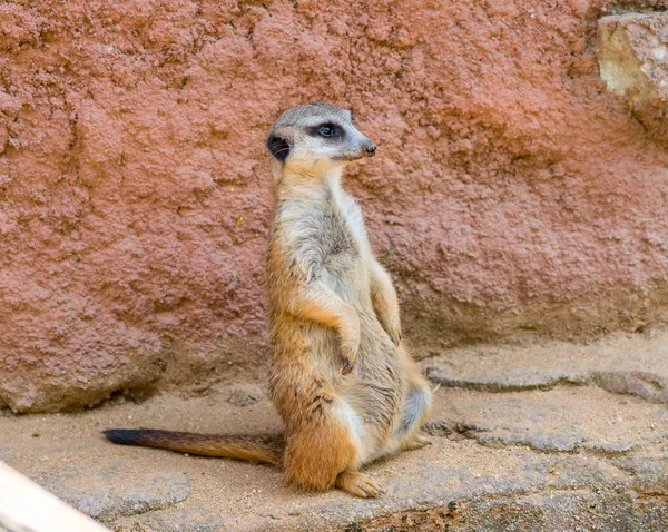 Meerkat animal (latin name Suricata Suricatta) in the wild. Detail of african animal walking on the ground. Watchful guarding animal is guarding on nearby area — Stock Photo, Image