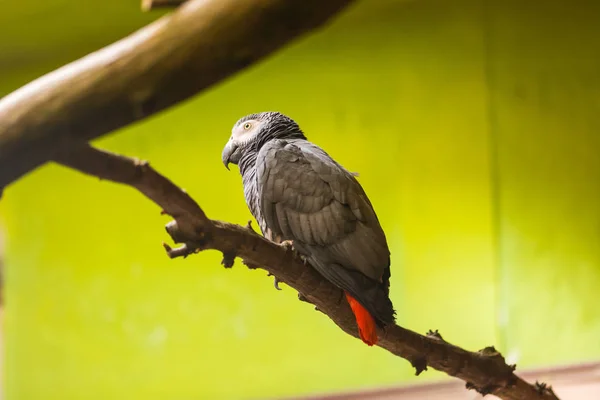 Loro gris (nombre latino Psittacus Erithacus) en la rama de madera. Loro joven, fondo verde. Animales africanos — Foto de Stock