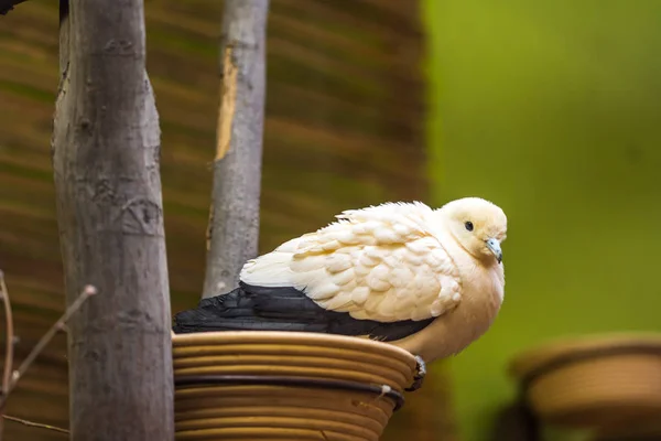 İki renkli güvercin (Latince Adı Ducula Bicolor) yuva üzerinde oturuyor — Stok fotoğraf