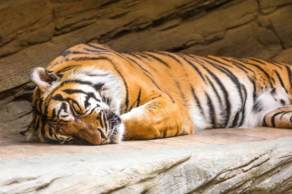 Tiger (latin name Panthera tigris sumatrae) animal wildlife photo — Stock Photo, Image