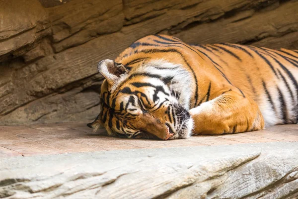 Tiger (latin name Panthera tigris sumatrae) animal wildlife photo — Stock Photo, Image