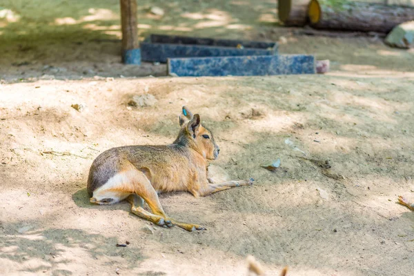 흙 바닥에 마라 동물 (라틴어 이름 Dolichotis patagonum). 쥐 나 야생 동물의 사진 — 스톡 사진