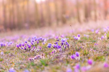 Daha büyük pasque (Pulsatilla grandis) çiçeklerle su damla, tabiatı 