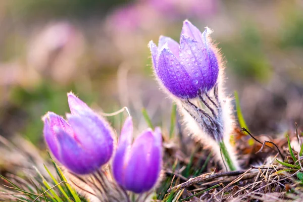 大きいために、オキナグサの花 (Pulsatilla グランディス) 水で低下すると、「Kamenn vrch - Koniklecov ・ ルカ」、ブルノ市, チェコ共和国, ヨーロッパの自然保護区。雨の後晴れた 3 月日。美春花 — ストック写真