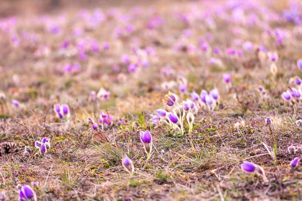 Greater pasque flowers (Pulsatilla grandis) with water drops, nature reserve in "Kamenn�� vrch - Koniklecov�� louka", Brno City, Czech republic, Europe. Sunny March day after rain. Beauty spring flowe — Stock Photo, Image