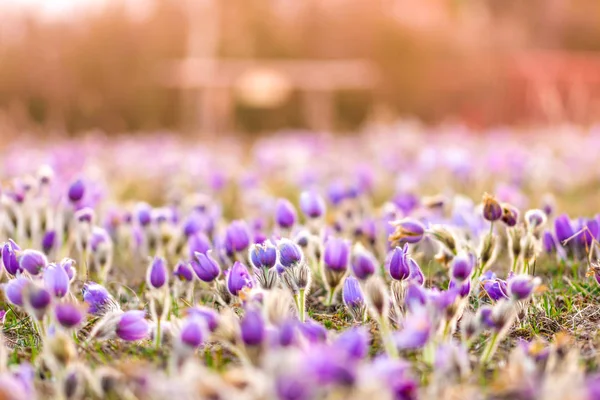 Daha büyük pasque (Pulsatilla grandis) çiçeklerle su damla, tabiatı 