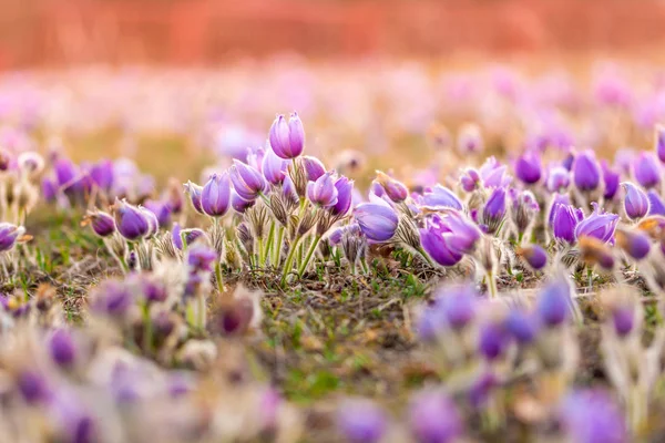 大きいために、オキナグサの花 (Pulsatilla グランディス) 水で低下すると、「Kamenn vrch - Koniklecov ・ ルカ」、ブルノ市, チェコ共和国, ヨーロッパの自然保護区。雨の後晴れた 3 月日。美春花 — ストック写真