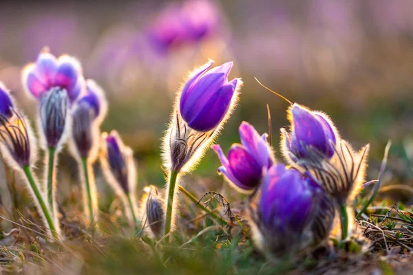 Grandes flores pascuales (Pulsatilla grandis) con gotas de agua, reserva natural en "Kamenny vrch - Koniklecova louka", Brno City, República Checa, Europa. Marcha soleada después de la lluvia. Flowe primavera belleza — Foto de Stock