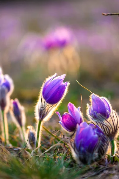 Daha büyük pasque (Pulsatilla grandis) çiçeklerle su damla, tabiatı 