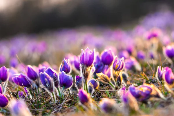 大きいために、オキナグサの花 (Pulsatilla グランディス) 水で低下すると、「Kamenn vrch - Koniklecov ・ ルカ」、ブルノ市, チェコ共和国, ヨーロッパの自然保護区。雨の後晴れた 3 月日。美春花 — ストック写真