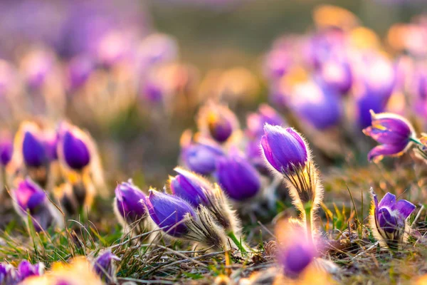 大きいために、オキナグサの花 (Pulsatilla グランディス) 水で低下すると、「Kamenn vrch - Koniklecov ・ ルカ」、ブルノ市, チェコ共和国, ヨーロッパの自然保護区。雨の後晴れた 3 月日。美春花 — ストック写真