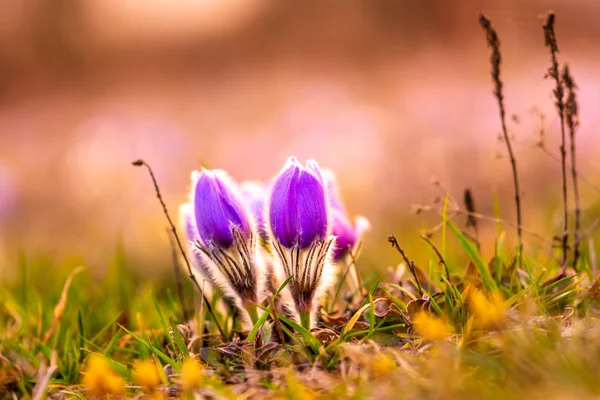大きいために、オキナグサの花 (Pulsatilla グランディス) 水で低下すると、「Kamenn vrch - Koniklecov ・ ルカ」、ブルノ市, チェコ共和国, ヨーロッパの自然保護区。雨の後晴れた 3 月日。美春花 — ストック写真