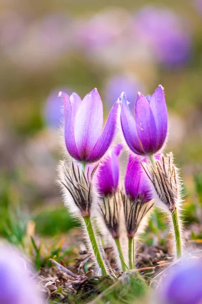 Більше pasque квіти (Pulsatilla Грандіс) з води падає, заповідника в "Kamenn vrch - Koniklecov першим", міста Брно, Чеська Республіка, Європа. Сонячний день березня після дощу. Краса навесні квітков — стокове фото