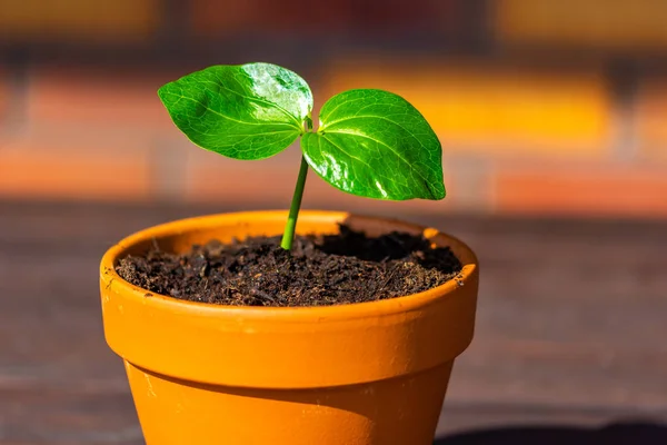 Genç Baobab (Latince adı Adansonia digitata) fide pot büyüyor. Naturaly Madagaskar üzerinde yetişen egzotik bitki yeşil yaprak. Kahverengi ve kırmızı tuğla arka plan