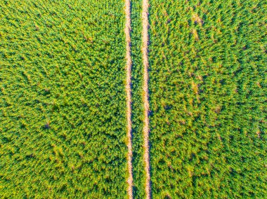 Tarım ekin alanının havadan görünümü. Yeşil alan içinde yol ile. Çiftlikte taze yeşil bitkiler yetişmektedir. Doku veya arka plan olarak kullanılabilir