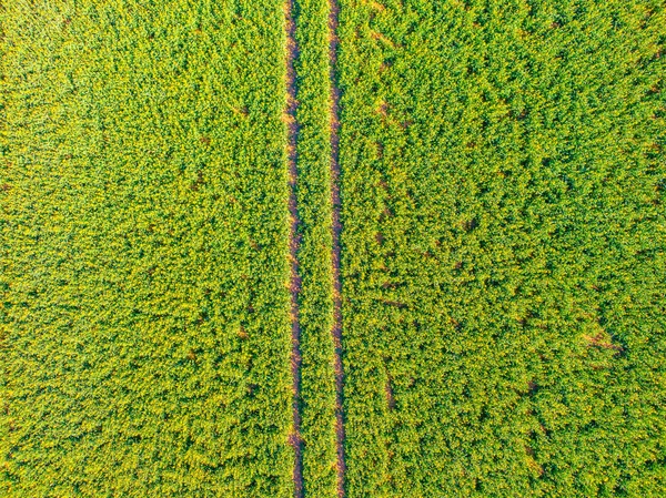 Bovenaanzicht van de akkerbouw gewas. Groen veld met weg naar binnen. Verse groene planten groeien op de boerderij. Bruikbaar als textuur of achtergrond — Stockfoto